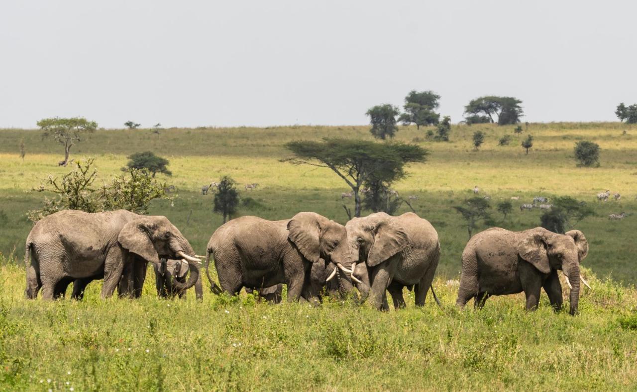 Member Of Melia Collection - The Leading Of The World Lodge Ngorongoro