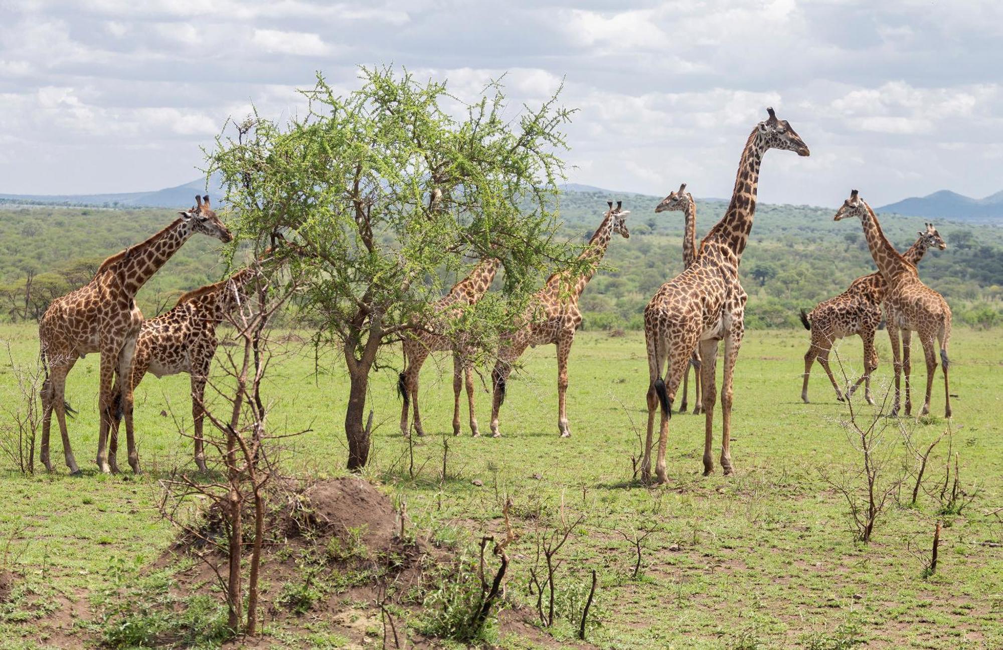 Lodge Member Of Melia Collection - The Leading Of The World Ngorongoro