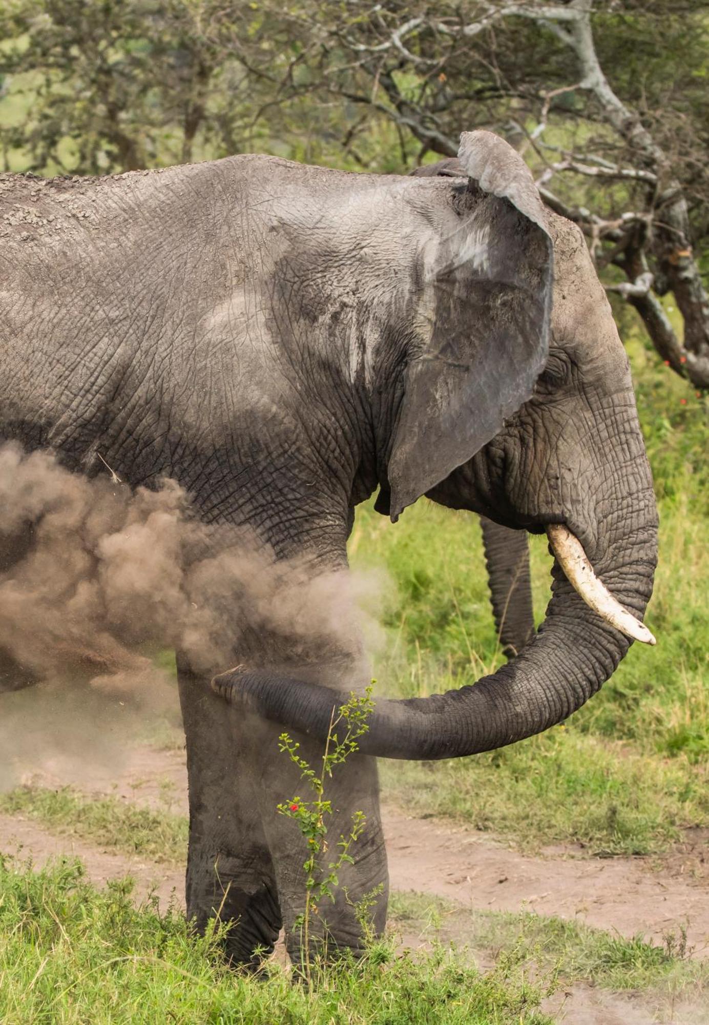 Member Of Melia Collection - The Leading Of The World Ngorongoro